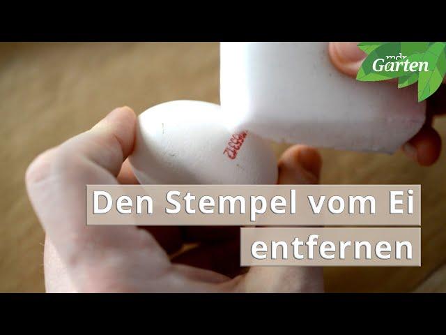 Den Stempel vom Ei entfernen | MDR Garten