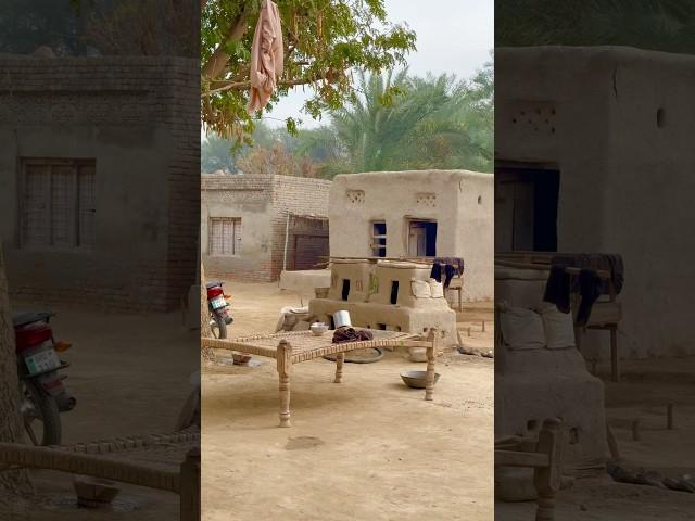 Real Simple Village Life in Punjab Pakistan #shorts  #villagelife