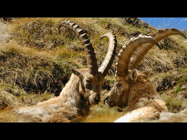 Alpine Ibex: Icons of the European Alps