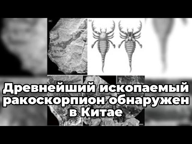 Древнейший ископаемый ракоскорпион обнаружен в Китае