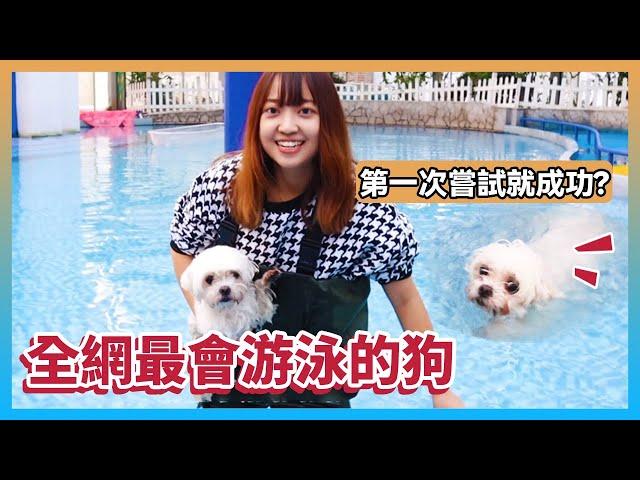 Under the pet amusement park, the most swimming dog in the whole network