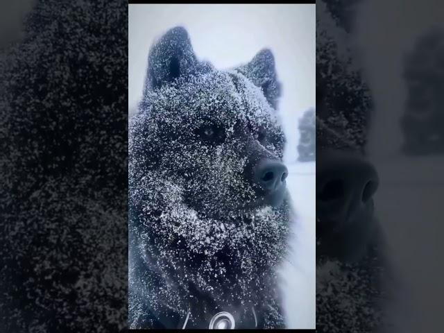 snow doggo ...#snowdog #shorts