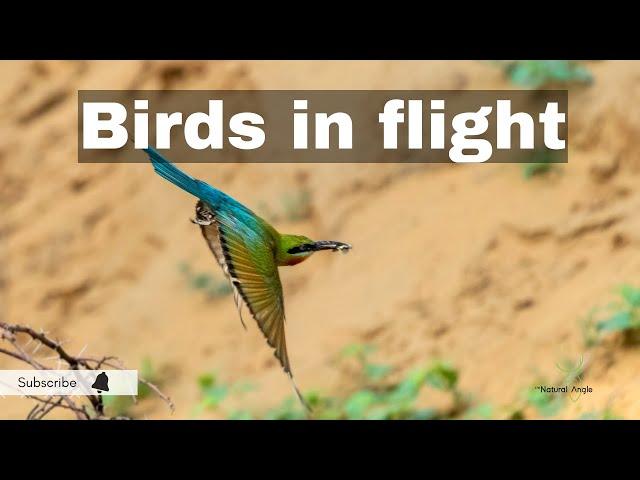 Birds in flight | Birds flight in slow motion | The Natural Angle