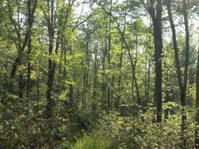 40 Acres Hunting Land for Sale, McGregor, MN