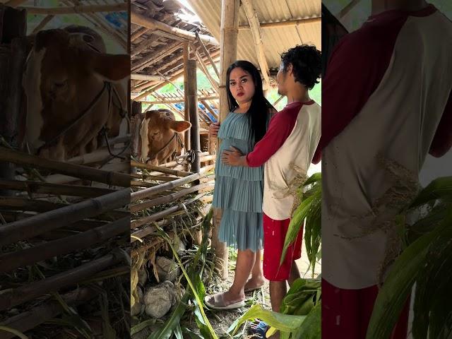 Mbak novi kentuki di kandang sapi