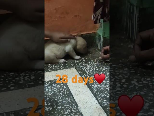 My sweetheart ￼Cuteshadow ️ #shorts #viral #trendingshorts