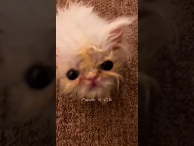 #cat #funny #happycats #catmemes #music #memes #trending #trendingshorts #new #reels