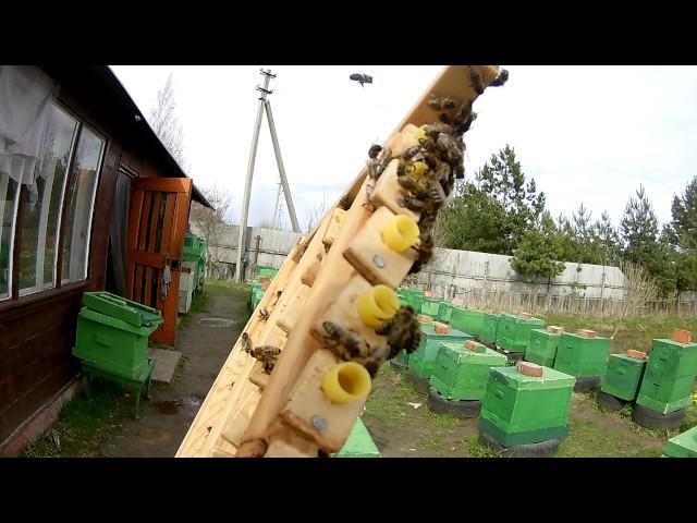 Неудачный вывод маток, от лечинок другой породы. 2017г.