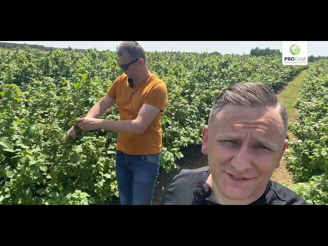 Zabiegi agrotechniczne w uprawie porzeczki - zapraszamy na spotkanie demonstracyjne #hortiprocam