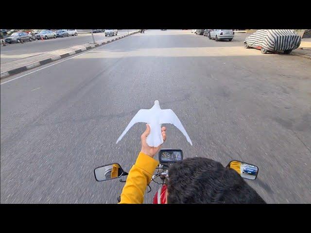 تطير بجانبه كأنها روحه.. مشهد أبهر الملايين️ لشاب مصري وطائر عجيب