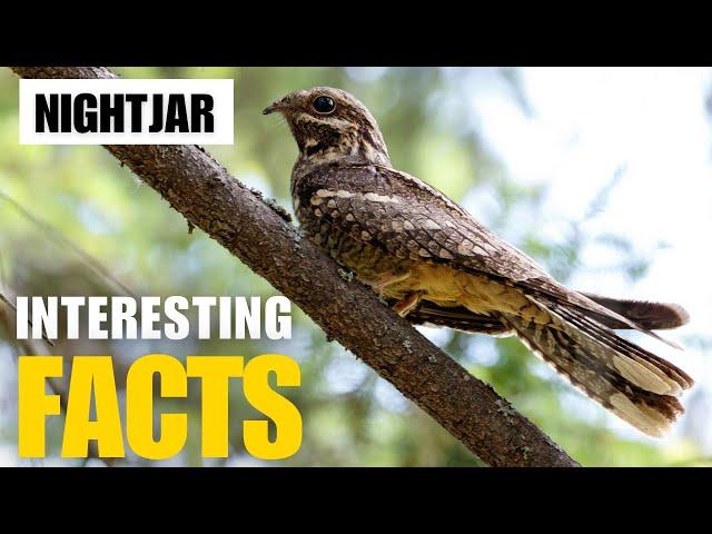Exploring the Fascinating World of  Nightjar | Interesting Facts | The Beast World