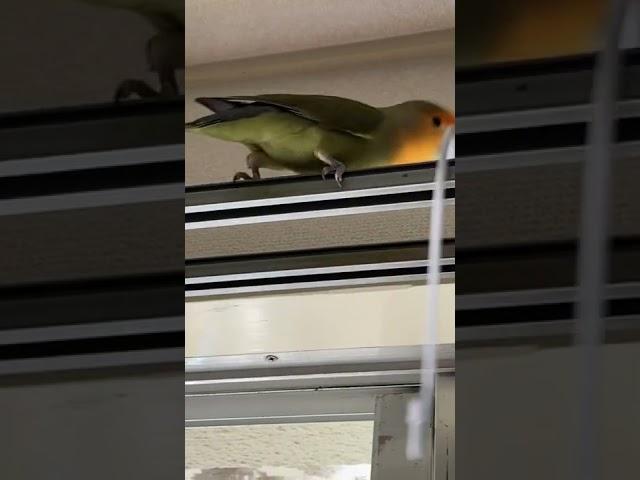 S字フックを落とすコザクラインコその２
