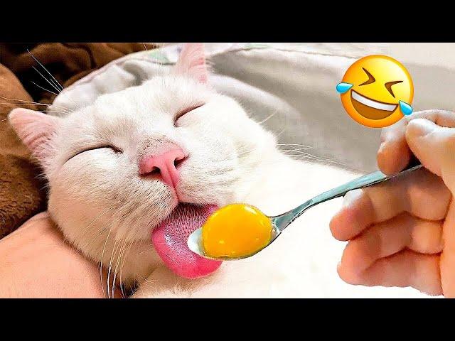 Funny Animal Videos 2024  - Funniest Dogs and Cats Videos  Part 1826