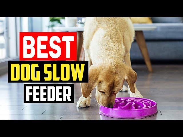 Best dog slow feeder in 2023