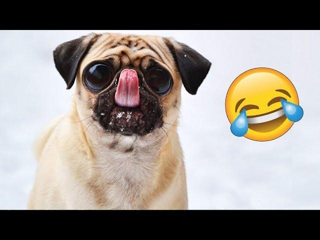 Я РЖАЛ ПОЛ ЧАСА | Приколы с Животными 2019 | Смешные Коты и Собаки