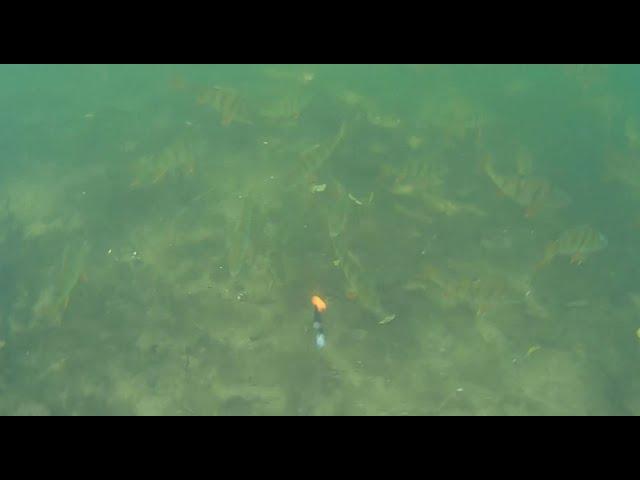Unterwasseraufnahmen beim Barsch angeln mit Gummifisch [Livebiss]