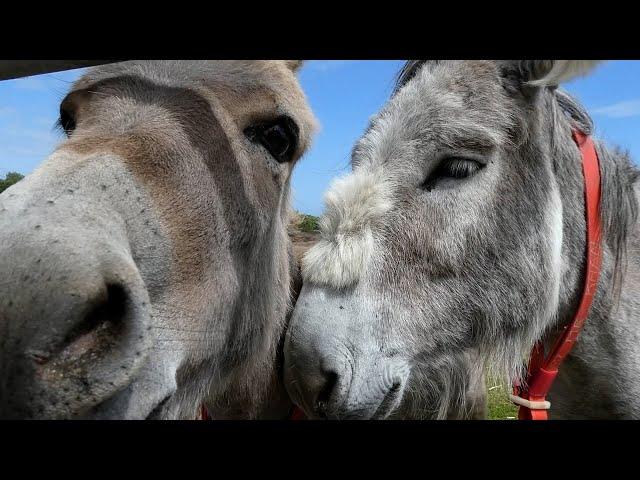 SMILEY NEWS | How these donkeys are crucial to clean water