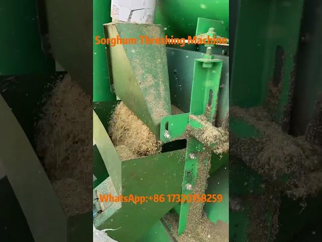 Sorghum Threshing Machine#sorghum #crop #thresher #threshing #agriculture