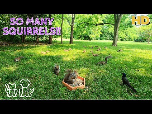 Cat & Dog TV | SO MANY SQUIRRELS!!! | Entertainment for Pets  & their People ‍️‍️|