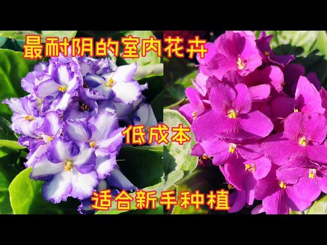 最耐阴的室内花卉/非洲紫罗兰/AFRICAN VIOLET【莎拉养花】