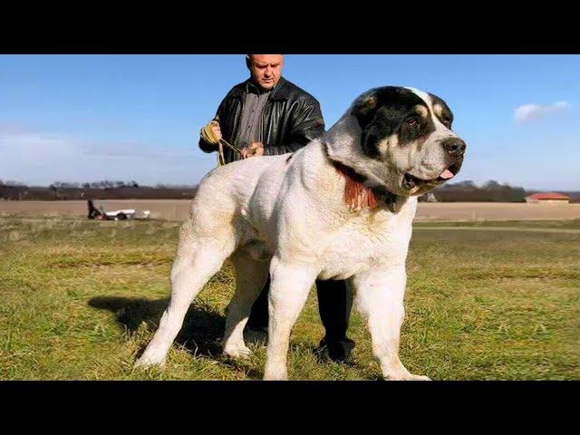 Most Illegal, Powerful and Largest Dog Breeds In The World !