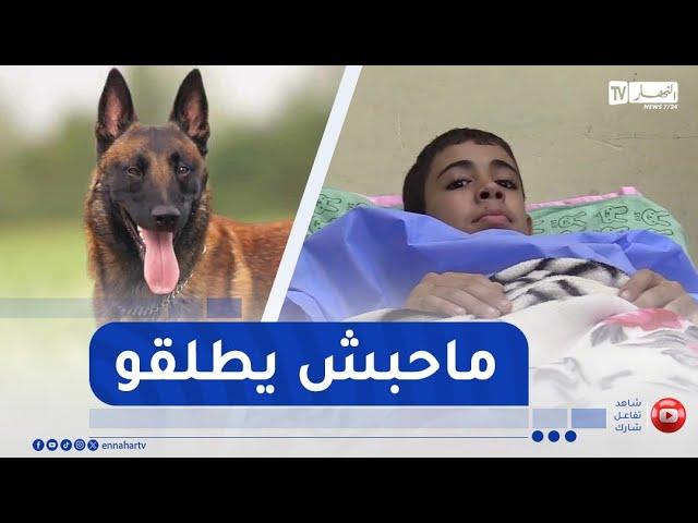 باتنة : كلب يفـ ـترس 3 أطفال.. ظاهرة ترعب المواطنين