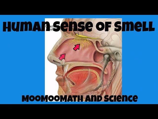 Human sense of smell