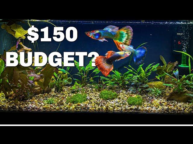 Buying EVERYTHING You Need for an AQUARIUM on a BUDGET