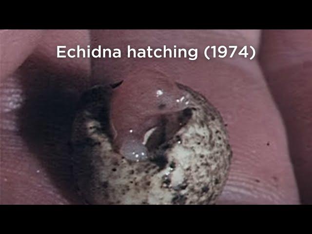 Echidna hatching (1974)