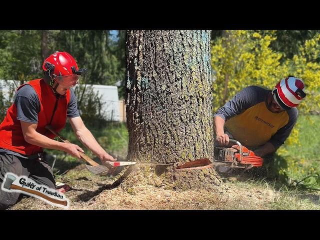 This Tree Job was a TIGHT SQUEEZE! Doug Fir Crane Removals!”