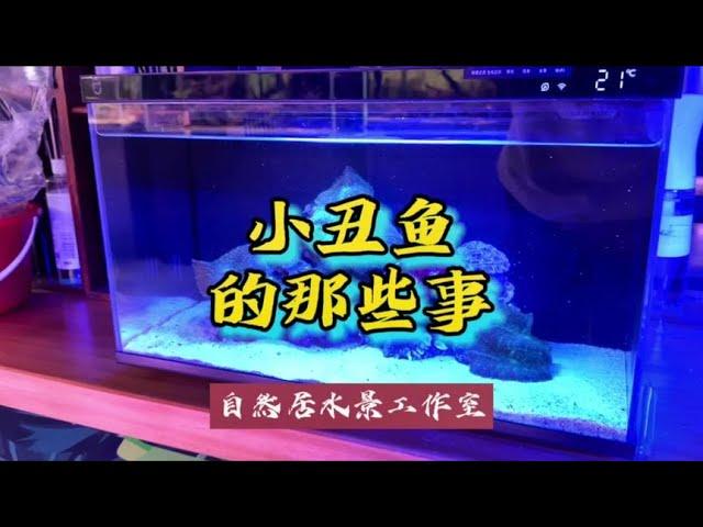 小丑鱼的那些事#玻璃缸中的大自然 #海水鱼珊瑚 #海缸日记~家庭和办公室的大自然【自然居水景记】