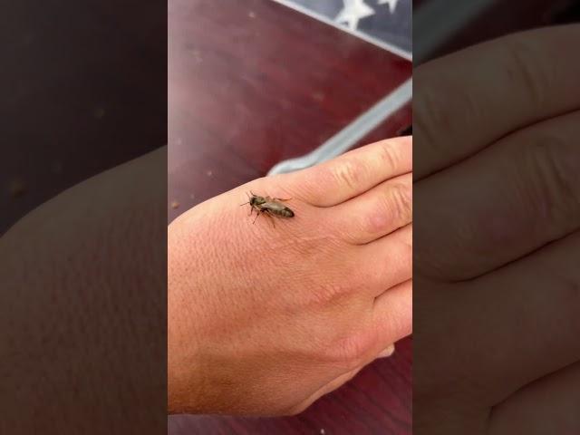 Карника Чимала Чехия выход маток #пчёлы #bee #beekeeper #пчеловодство