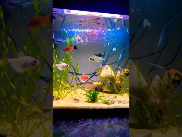 АКВАРИУМНЫЙ МИР  #рыба #music #aquarium #animals #fishtank #bettafishuae #aquascape #bettadubai