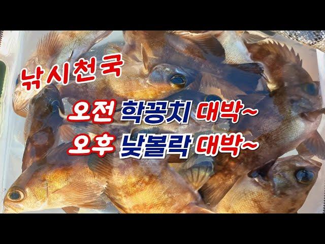 볼락 학꽁치 낮에 대박 치고 왔어요~사천 저도섬 낚시천국~!!