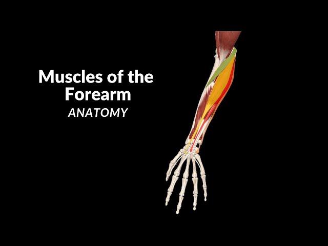 Muscles of the Forearm (Division, Origin, Insertion, Function)