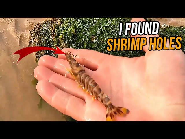 Catching Sea Creatures: Exploring Shrimp Holes, Discovering Hidden Crabs Beneath the Waves