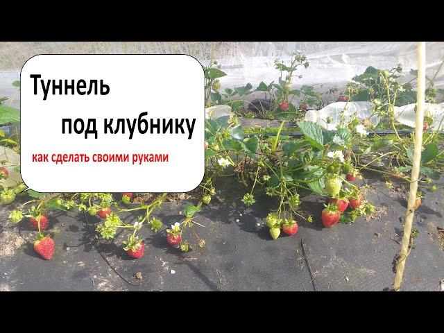 Туннель под клубнику своими руками. Как сделать туннель для выращивания клубники