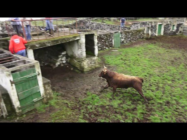 JAF - Touros Perigosos (Puros 2022) - Dangerous Pure Bulls - Terceira Island - Azores - Portugal