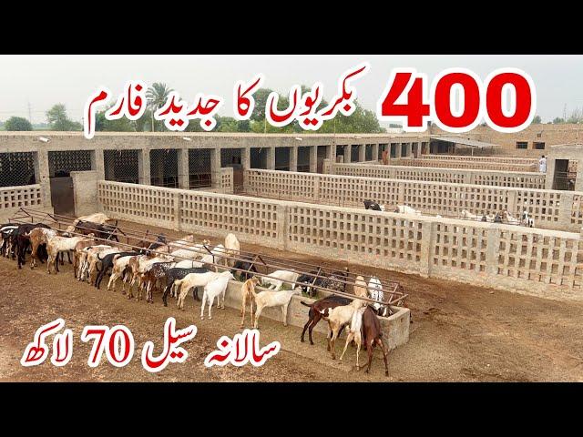 Pakistan Modern Beetal Goat Farm #goat #goats #goatfarm