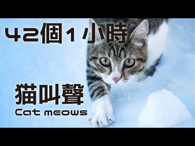 youtuber Streamer use cat meows Sound Effect 42