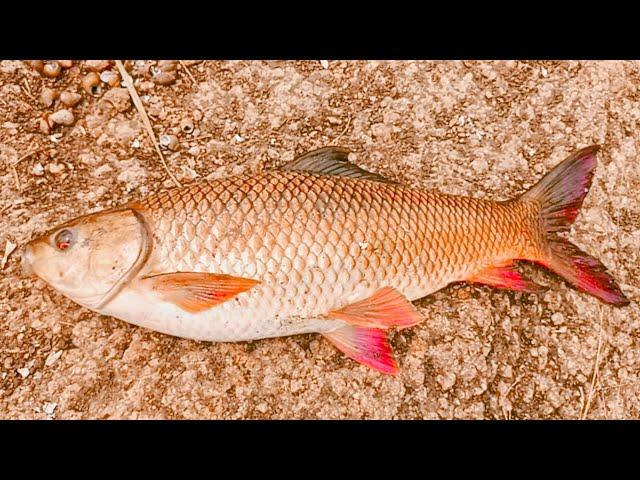 Rohu Fishing With Guccha Gal Fishing Awesome Fishing River Fishing Video