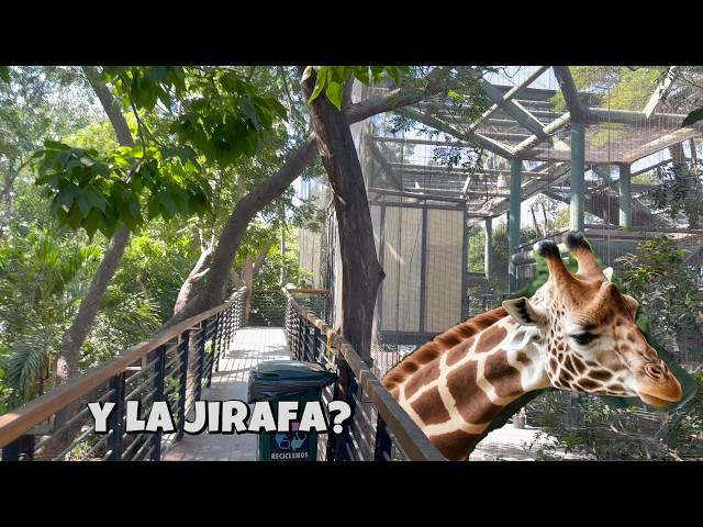 ¿JIRAFA PERDIDA del Zoológico de Culiacán?"asi la conoci