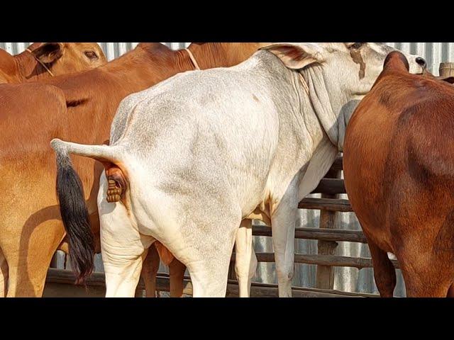 Cow Potty, Beautiful Few Cow In A Place | Cow Pooping Cow Dung And Cow Videos At Afternoon In Summer