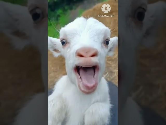 Bakri ki awaaz