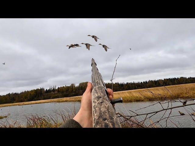 DUCK HUNTING Alaska | Tons Of Pintails (Bear Encounter)