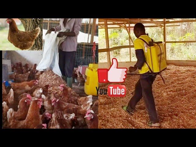 Saw dust & Litter Management / best poultry litter management tips