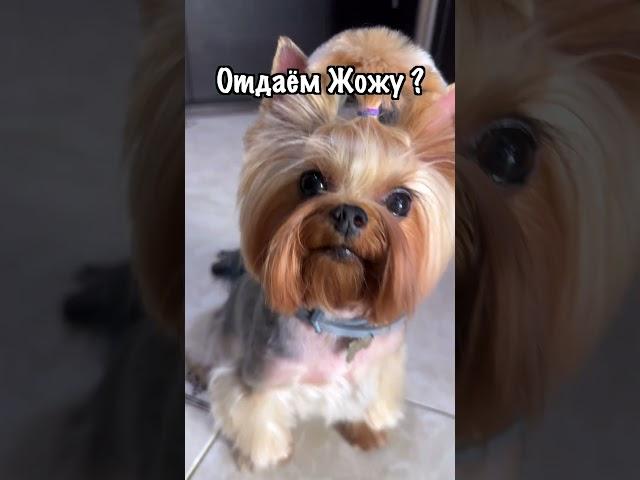 Отдаем собаку в приют ? Подписывайтесь!) #собака #питомцы #животные #кот #мем #приколы