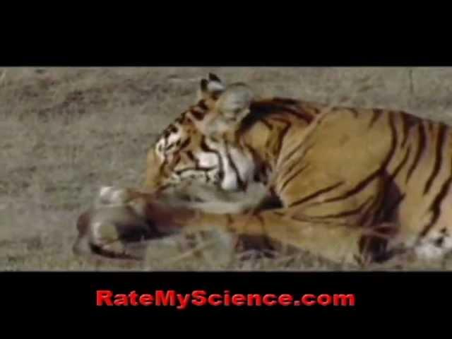 Tiger kills a monkey in ambush, Rate My Science