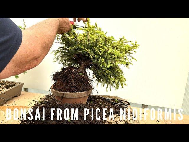 Creating Picea Nidiformis Bonsai