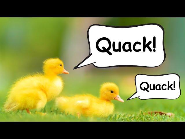 What sound does a DUCK make?  |  Farm Animals